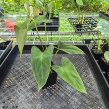 Load image into Gallery viewer, Anthurium Papillilaminum Fort Sherman X Ralph Lynam, Exact Plant Ships Nationwide
