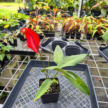 Load image into Gallery viewer, Anthurium Scherzerianum "Pig Tail", Exact Plant Ships Nationwide
