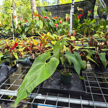Load image into Gallery viewer, Anthurium Dolichostachyum , Exact Plant Ships Nationwide
