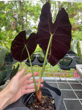 Load image into Gallery viewer, Alocasia Longiloba Grandis x Sanderiana 'Mark Campbell', Exact Plant
