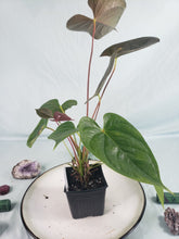 Load image into Gallery viewer, Anthurium Red Beauty, Exact Plant
