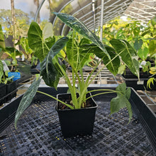 Load image into Gallery viewer, Alocasia Frydek, Exact Plant Variegated Ships Nationwide
