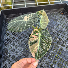 Load image into Gallery viewer, Alocasia Black Velvet Pink variegated exact plant, Fedex 2day*
