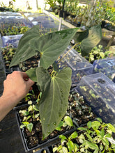 Load image into Gallery viewer, Anthurium Papillilaminum Fort Sherman 4" pot, Fedex 2day*
