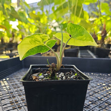 Load image into Gallery viewer, Syngonium Aurea, Exact Plant Variegated Ships Nationwide
