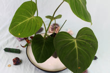 Load image into Gallery viewer, Philodendron Gloriosum Exact Plant
