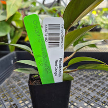 Load image into Gallery viewer, Philodendron Red Congo, Exact Plant Variegated Ships Nationwide
