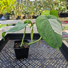 Load image into Gallery viewer, Syngonium Chiapense, Exact Plant Variegated Ships Nationwide
