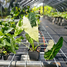 Load image into Gallery viewer, Alocasia Frydek, Exact Plant Variegated Ships Nationwide
