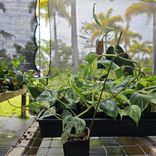 Load image into Gallery viewer, Epipremnum Pinnatum Marble, Exact Plant Variegated Ships Nationwide
