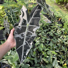 Load image into Gallery viewer, Alocasia Amazonica Large Form Pink Variegated Fedex 2day*
