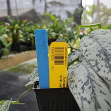 Load image into Gallery viewer, Scindapsus Silver Lady, Exact Plant Ships Nationwide
