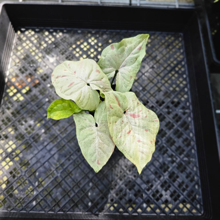 Syngonium Milk Confetti , Exact Plant Variegated