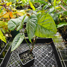 Load image into Gallery viewer, Philodendron Sodiroi True Form, Exact Plant
