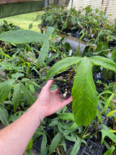 Load image into Gallery viewer, Philodendron Paloraense Type 4" pot, Fedex 2day*
