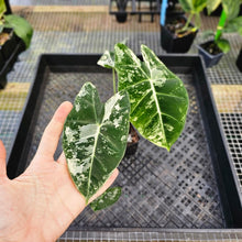 Load image into Gallery viewer, Alocasia Frydek, Exact Plant Variegated Ships Nationwide
