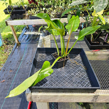 Load image into Gallery viewer, Philodendron Giant Orlando, Exact Plant Ships Nationwide
