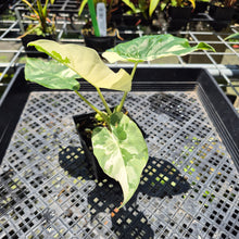 Load image into Gallery viewer, Alocasia Odora, Okinawa Silver Variegated exact plant, Fedex 2day*
