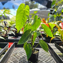 Load image into Gallery viewer, Anthurium Angamarcanum , Exact Plant
