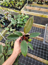 Load image into Gallery viewer, Philodendron Red Congo 2.5" pot, Fedex 2day*
