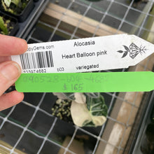 Load image into Gallery viewer, Alocasia Heart Balloon pink variegated exact plant, Fedex 2day*
