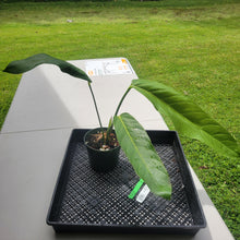 Load image into Gallery viewer, Anthurium Spectabile Wide Form, Exact Plant Ships Nationwide
