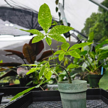 Load image into Gallery viewer, Pachira Aquatica Money Tree, Exact Plant Variegated non grafted
