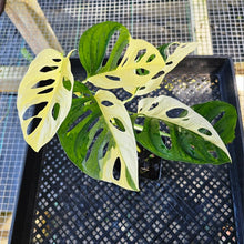 Load image into Gallery viewer, Monstera Adansonii Albo Tricolor, Exact Plant Variegated Ships Nationwide
