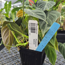 Load image into Gallery viewer, Philodendron Splendid, Exact Plant Ships Nationwide
