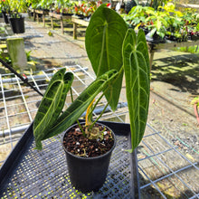 Load image into Gallery viewer, Anthurium Warocqueanum, Queen, Exact Plant
