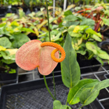 Load image into Gallery viewer, Anthurium Scherzerianum &quot;Pig Tail&quot; Speckled, Exact Plant
