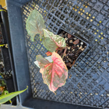 Load image into Gallery viewer, Syngonium Strawberry Ice, Exact Plant Variegated Ships Nationwide
