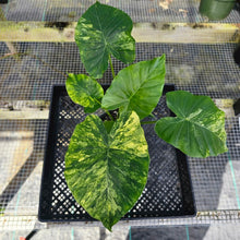 Load image into Gallery viewer, Alocasia Gageana Aurea, Exact Plant Variegated with babies
