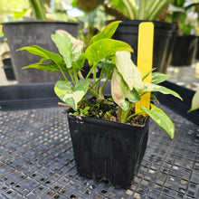 Load image into Gallery viewer, Syngonium Red Spot Tricolor, Exact Plant Variegated 4 plant pot Ships Nationwide
