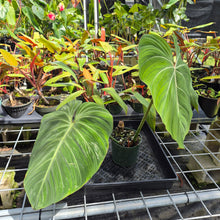 Load image into Gallery viewer, Philodendron Gloriosum, Pink Veined Back, Exact Plant Ships Nationwide
