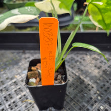 Load image into Gallery viewer, Syngonium Chiapense Variegated exact plant, Fedex 2day*
