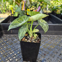Load image into Gallery viewer, Alocasia Ninja, Exact Plant Variegated Ships Nationwide
