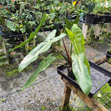 Load image into Gallery viewer, Philodendron Sp. Napo, Betsyii exact plant, Fedex 2day*
