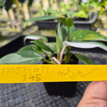 Load image into Gallery viewer, Philodendron White Princess, Exact Plant Variegated
