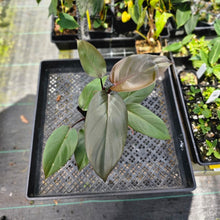 Load image into Gallery viewer, Philodendron Royal Queen, Exact Plant Ships Nationwide

