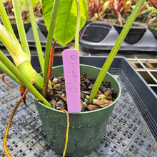 Load image into Gallery viewer, Philodendron Jose Buono, Exact Plant Variegated Ships Nationwide

