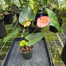 Load image into Gallery viewer, Anthurium Shibori, Exact Plant Variegated
