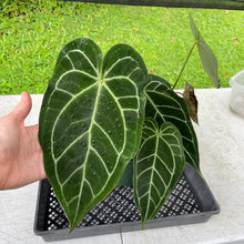 Load image into Gallery viewer, Anthurium Magnificum X Warocqueanum AFF noid, exact plant, Fedex 2day*
