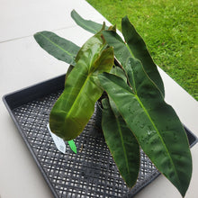 Load image into Gallery viewer, Philodendron Maximum , Exact Plant Ships Nationwide
