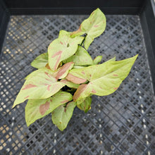 Load image into Gallery viewer, Syngonium Strawberry Milk , Exact Plant Variegated Ships Nationwide
