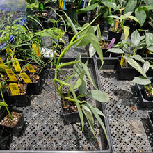 Load image into Gallery viewer, Philodendron Hastatum Silver Sword, Exact Plant Variegated Ships Nationwide

