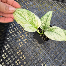Load image into Gallery viewer, Scindapsus Moonlight Marble, Exact Plant Variegated Ships Nationwide
