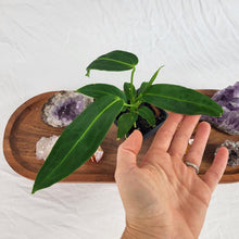 Load image into Gallery viewer, Anthurium Warocqueanum, Queen, Exact Plant
