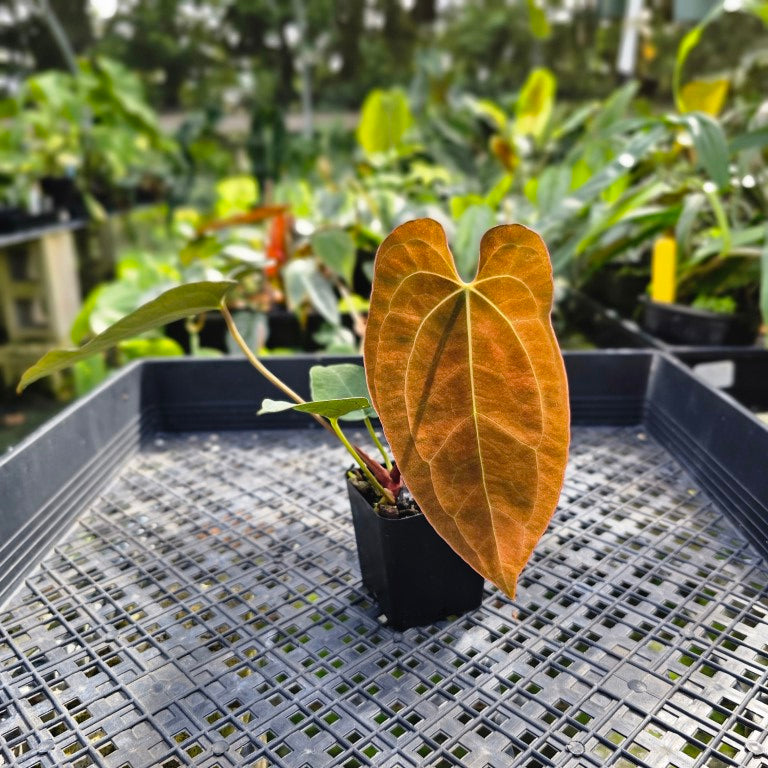 Anthurium Ace Of Spades X Papillilaminum, Exact Plant