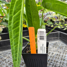Load image into Gallery viewer, Anthurium Warocqueanum, Queen, Exact Plant Ships Nationwide
